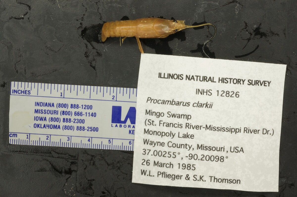 Procambarus (Scapulicambarus) image